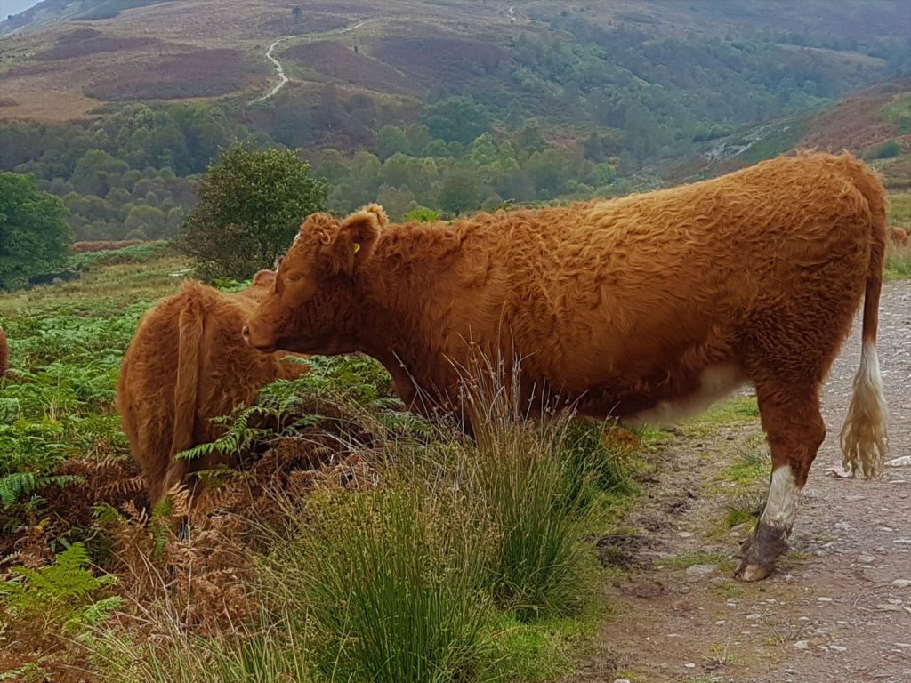 Lockenkühe am Conic Hill auf dem West Highland Way