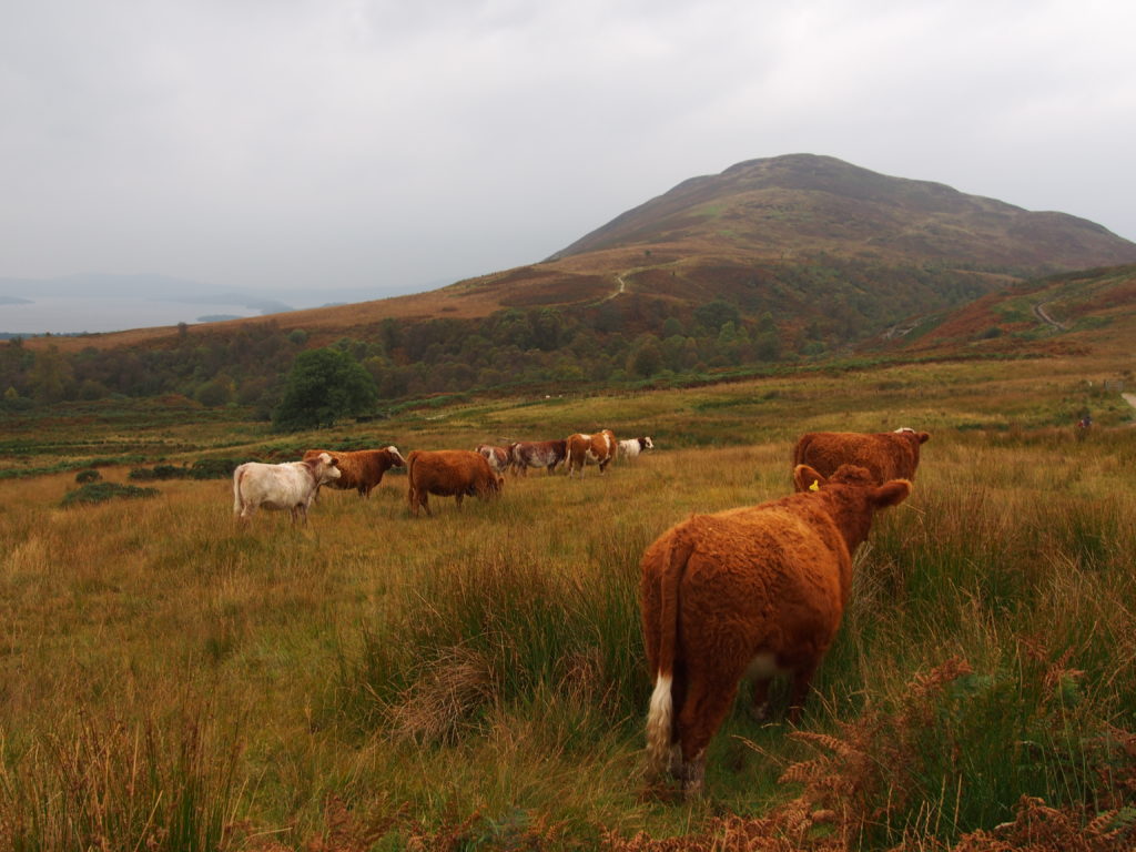 West Highland Way Titel