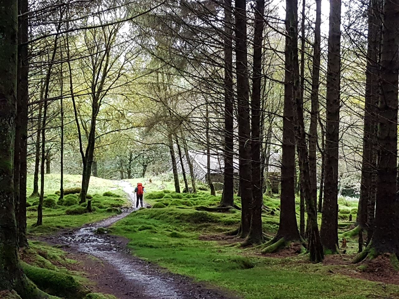 Wandern als Gefahr - im Wald