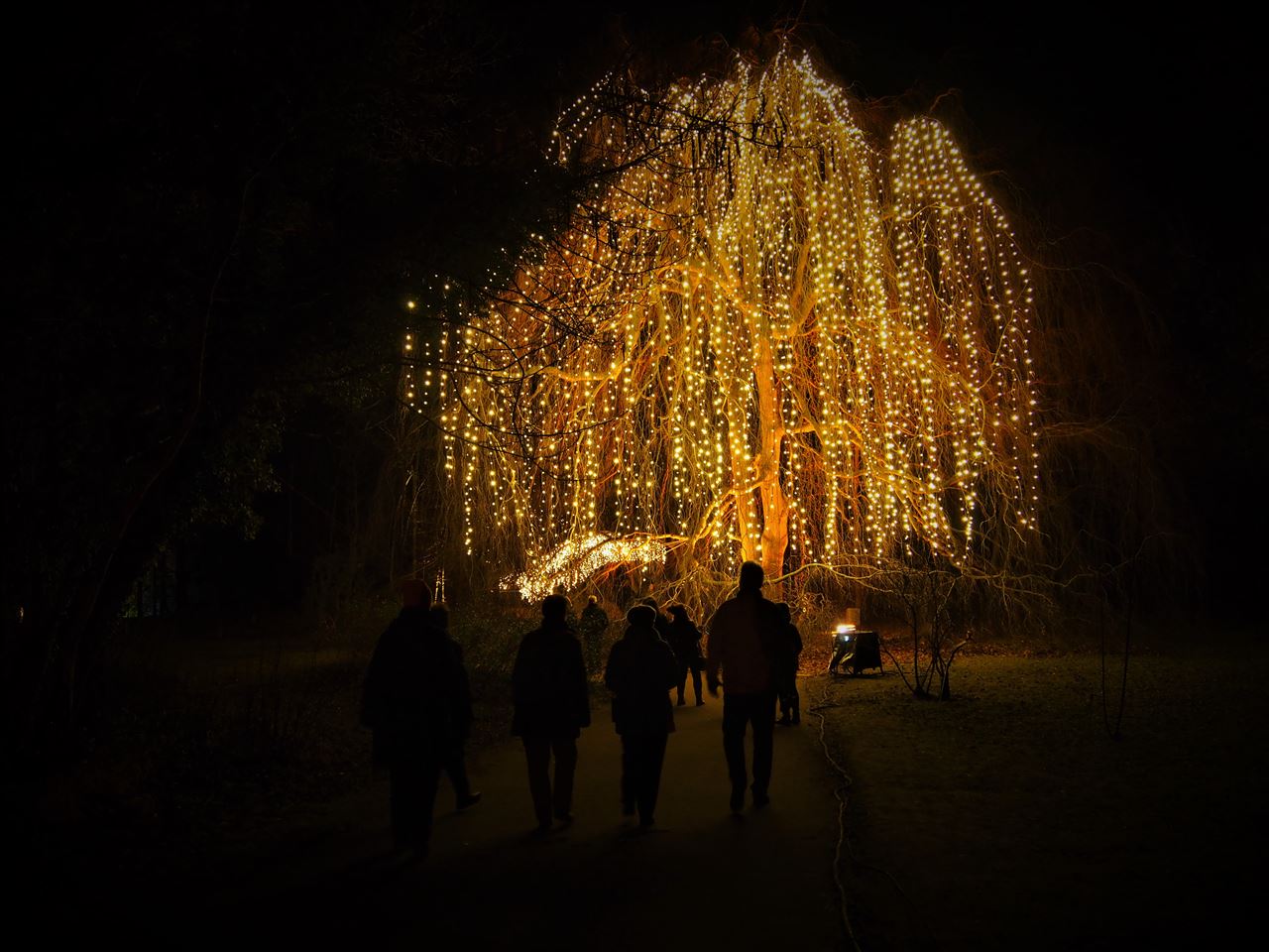 Strahlende Trauerweide im Christmas Garden.