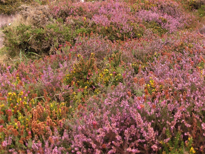 Blühende Heide - mehrwöchige Wandertouren in Deutschland und Europa