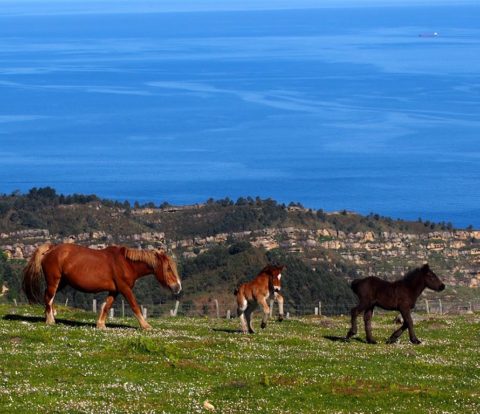 Titelnbild Camino del Norte
