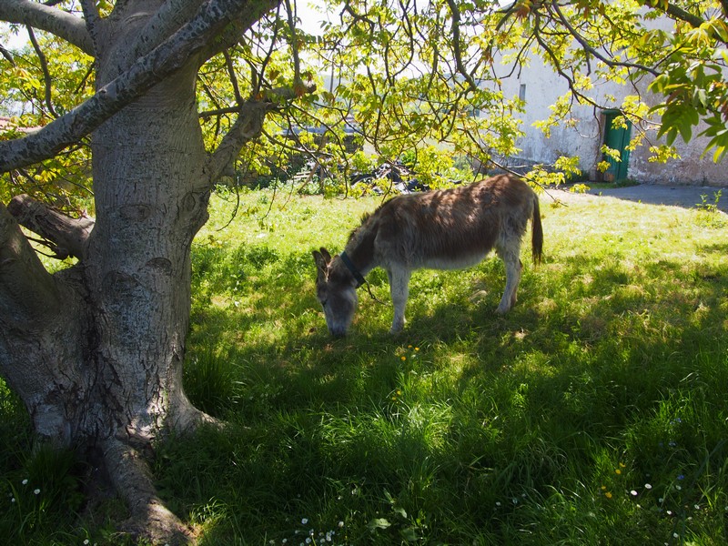 Wandern mit Esel auf dem Stevensonweg - mehrwöchige Wandertouren in Deutschland und Europa