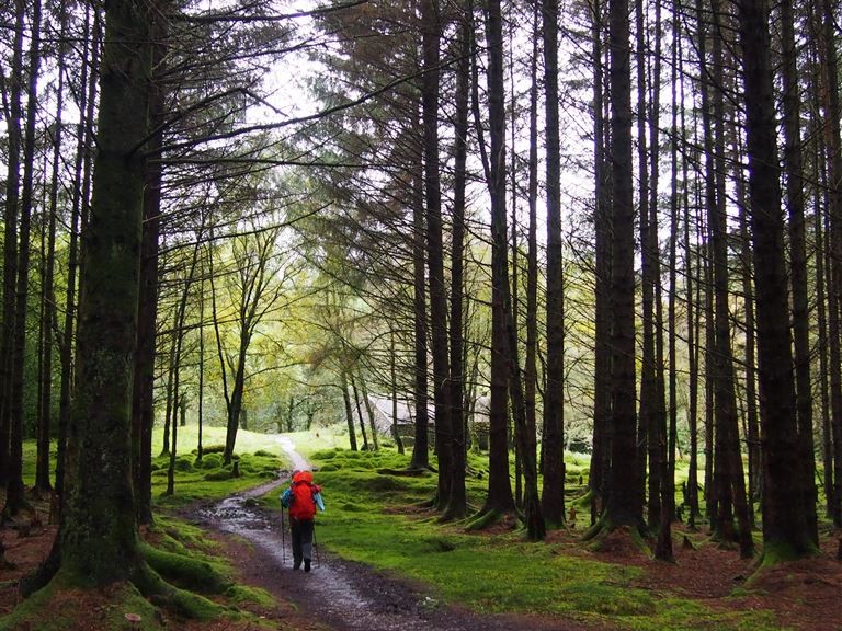 Durch den Wald. Wandern in Deutschland und Europa