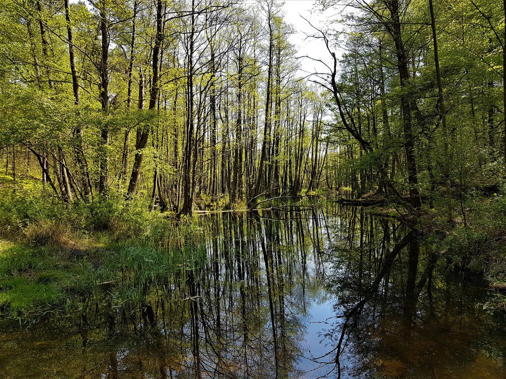 Spiegelungen - BriesetalSpiegelungen - Briesetal