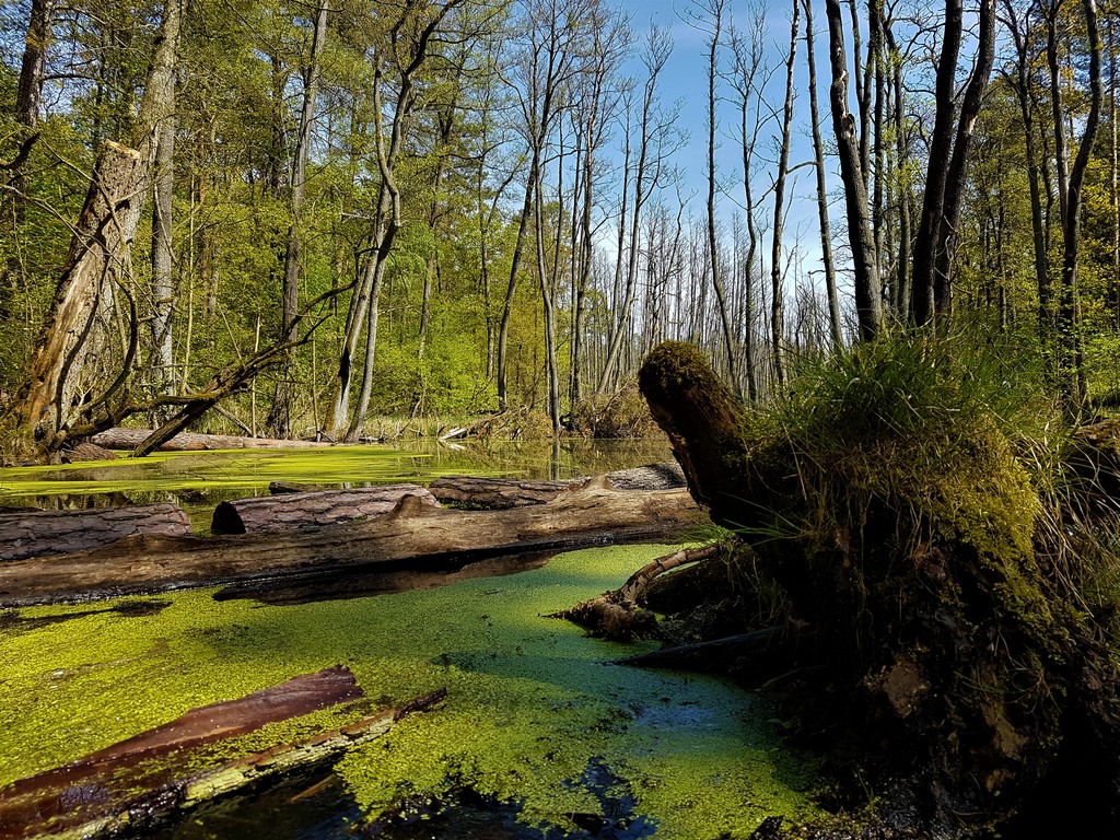 Entengrütze - Briesetal