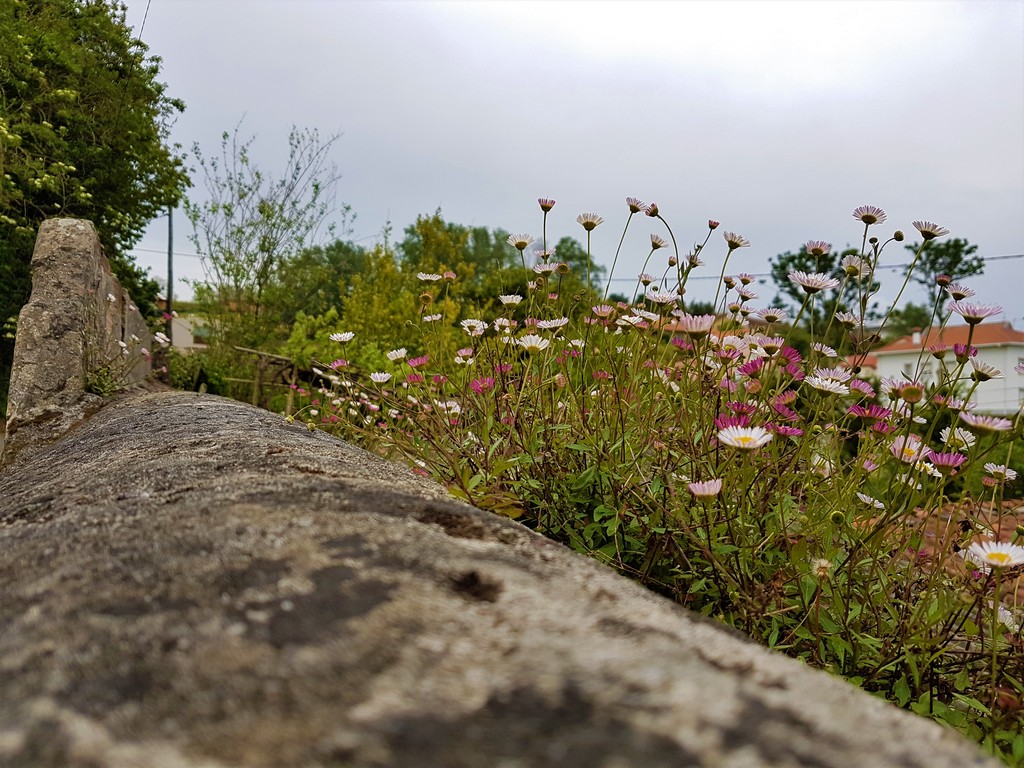 Mauerblümchen - Camino Inglés