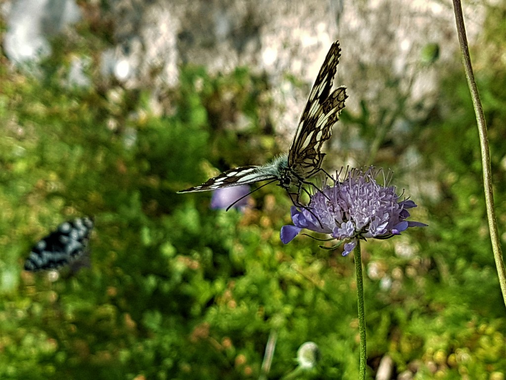 Schmetterling 4 - Premužić Trail