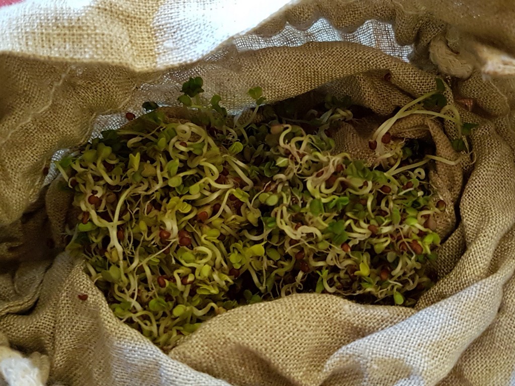 Frische Sprossen - Sprossen beim Trekking