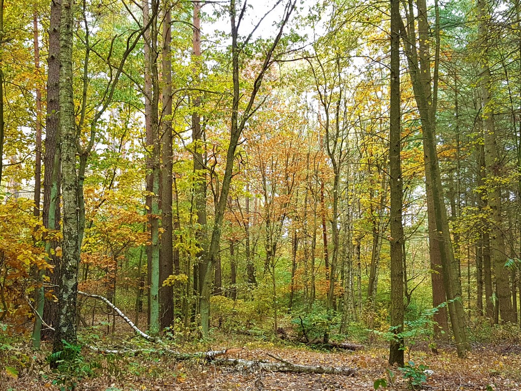 Herbstwald 1