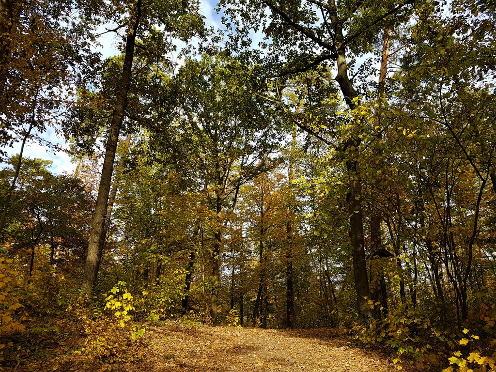Herbstwald 7