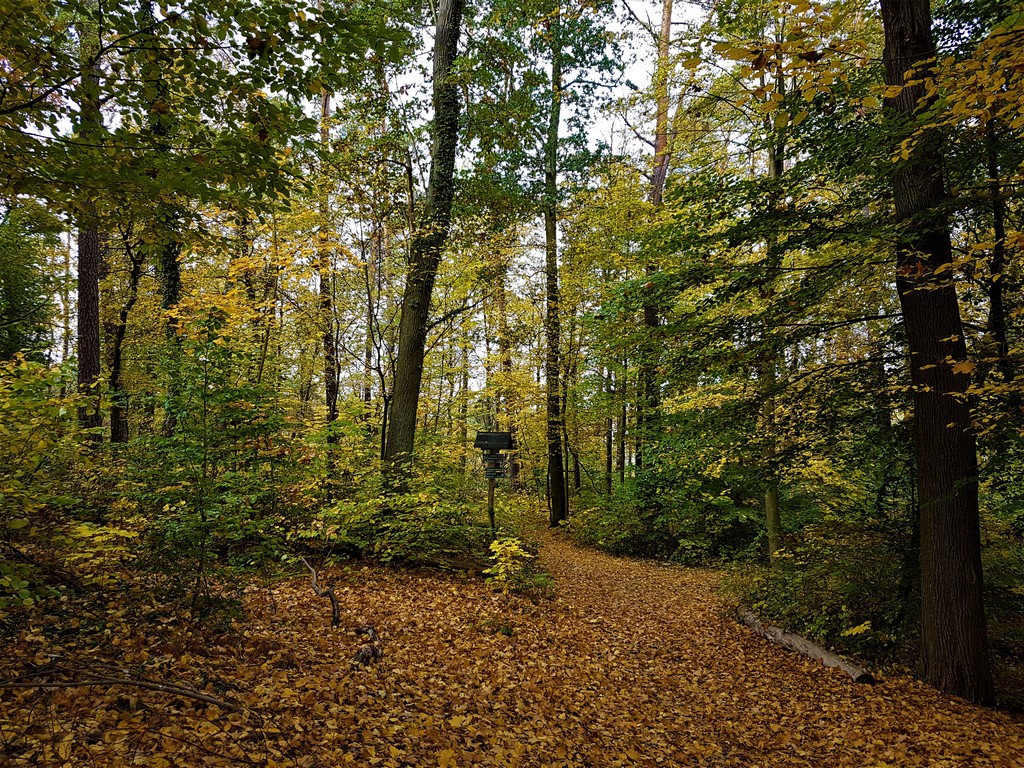 Herbstwald 8 - Märkische Schweiz