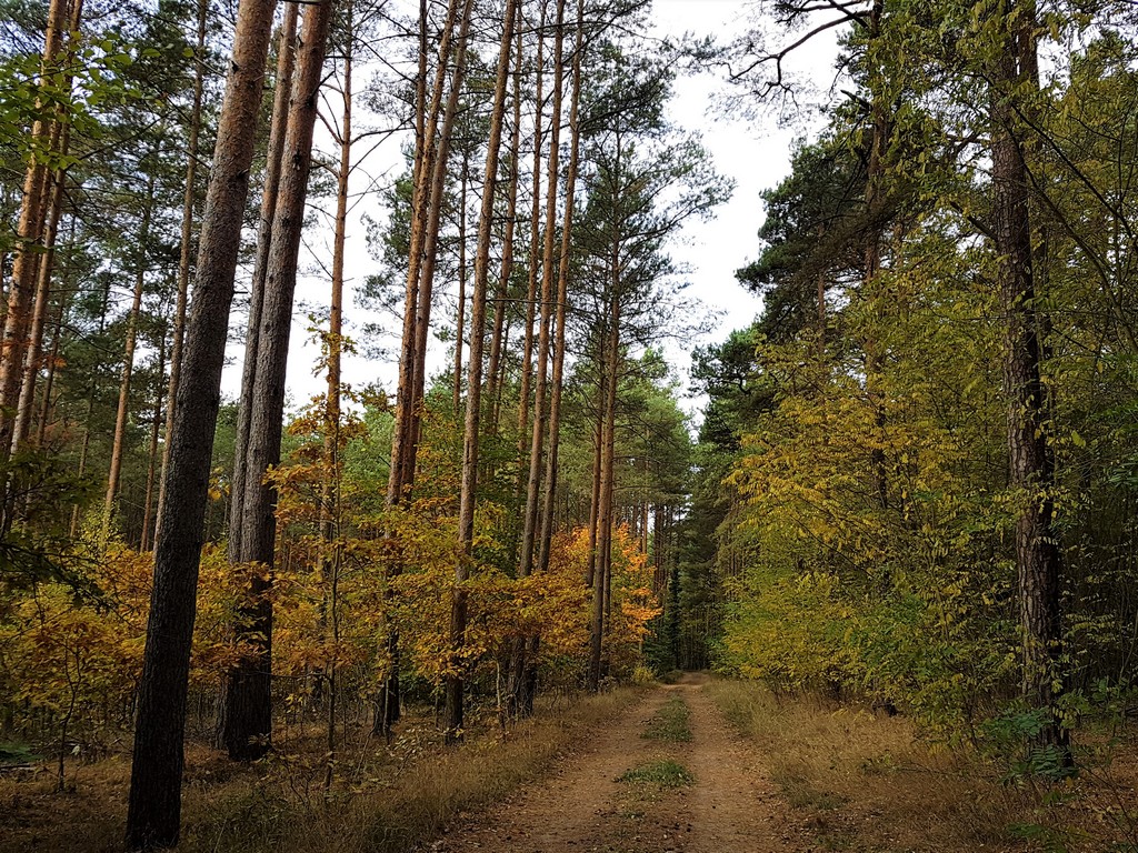 Herbstwald 9 - Märkische Schweiz