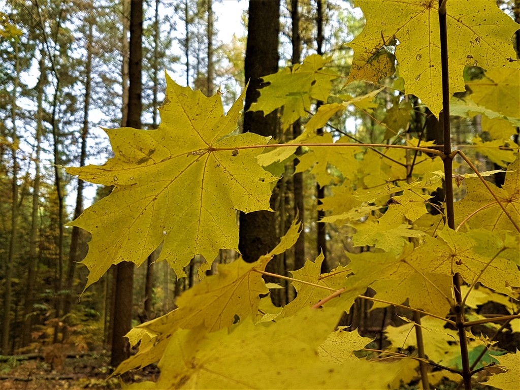Herbstwald 2 - Märkische Schweiz