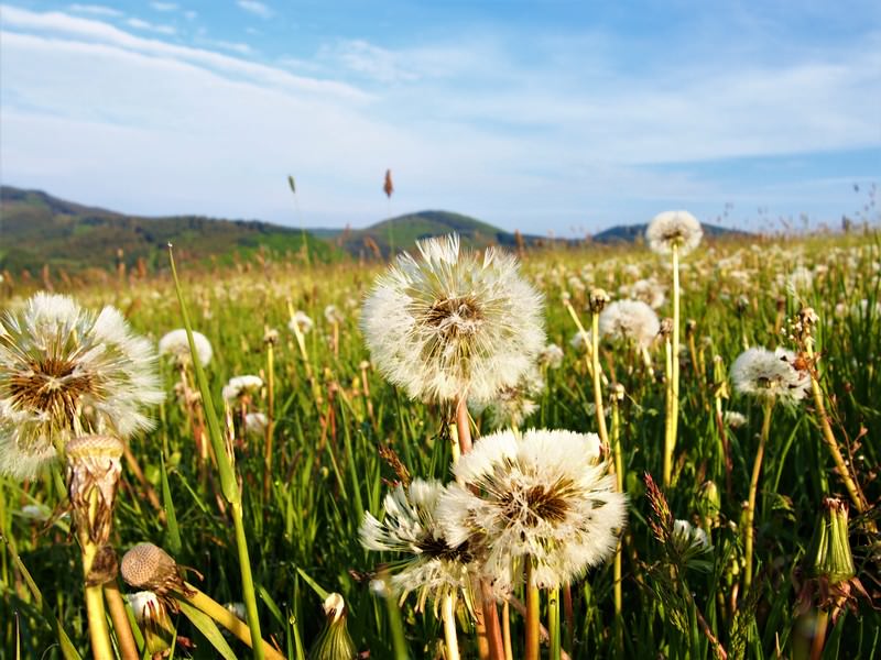 Pusteblumen - Seelenorte im Sauerland