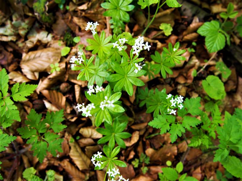 Waldmeister - Seelenorte im Sauerland