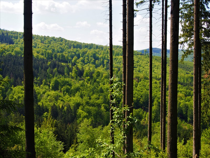 Wald 4