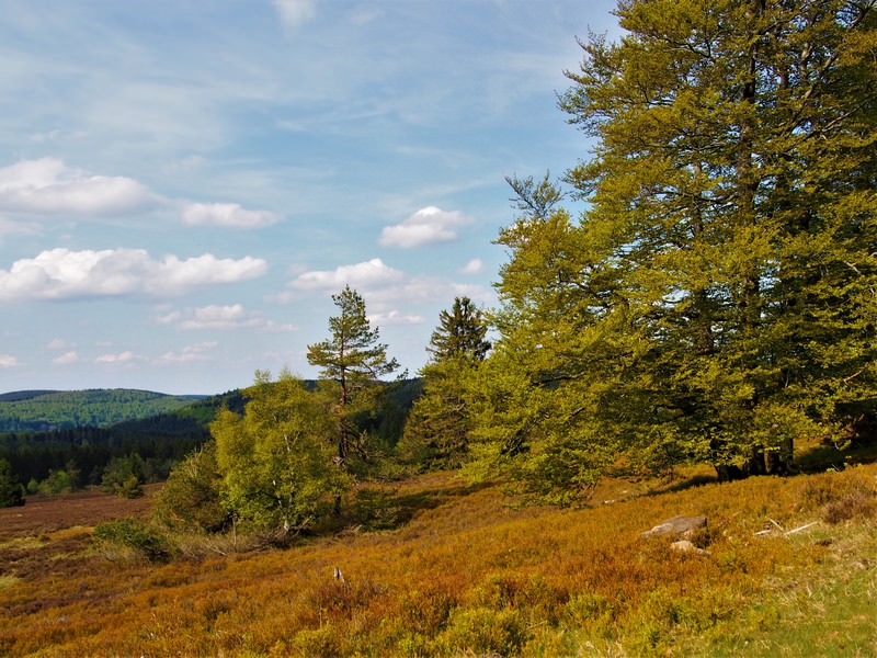 Niedersfelder Hochheide 9 - Seelenorte Sauerland