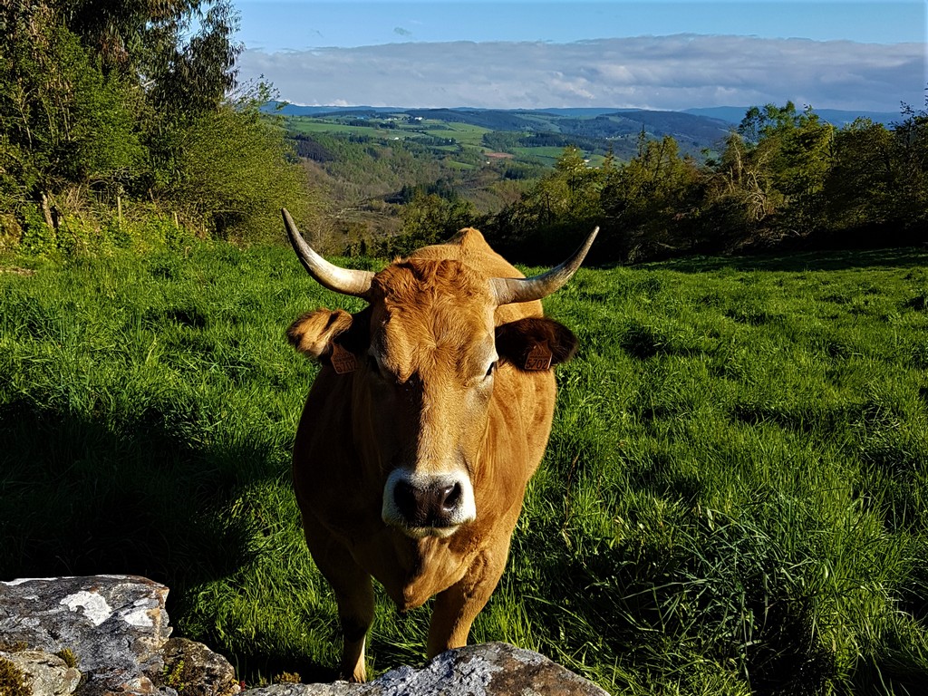 Kuh auf dem Camino Primitivo