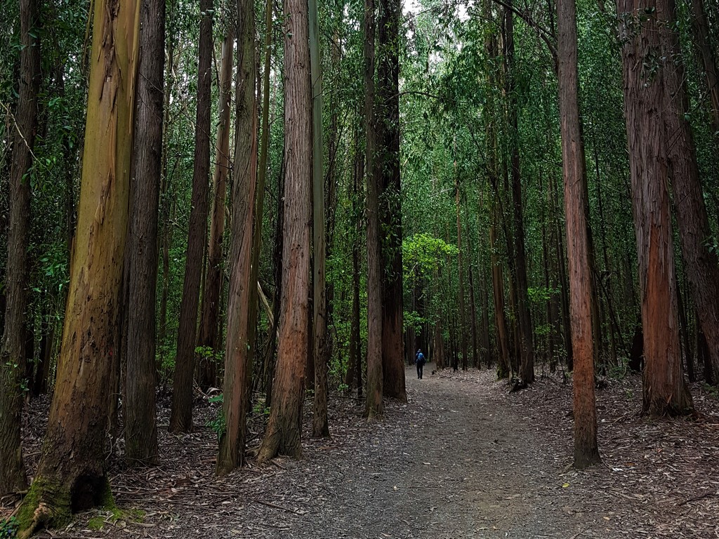 Wald kurz vor Santiago de Compostela