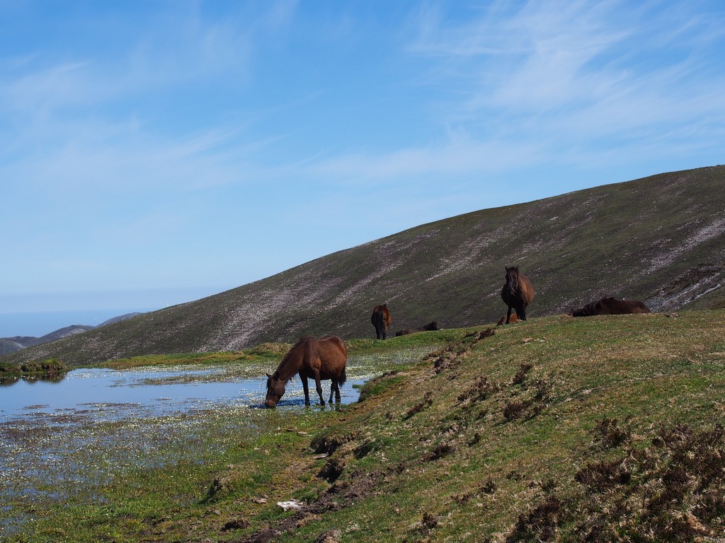 Wilde Pferde auf der Hospitales Route auf dem Camino Primitivo