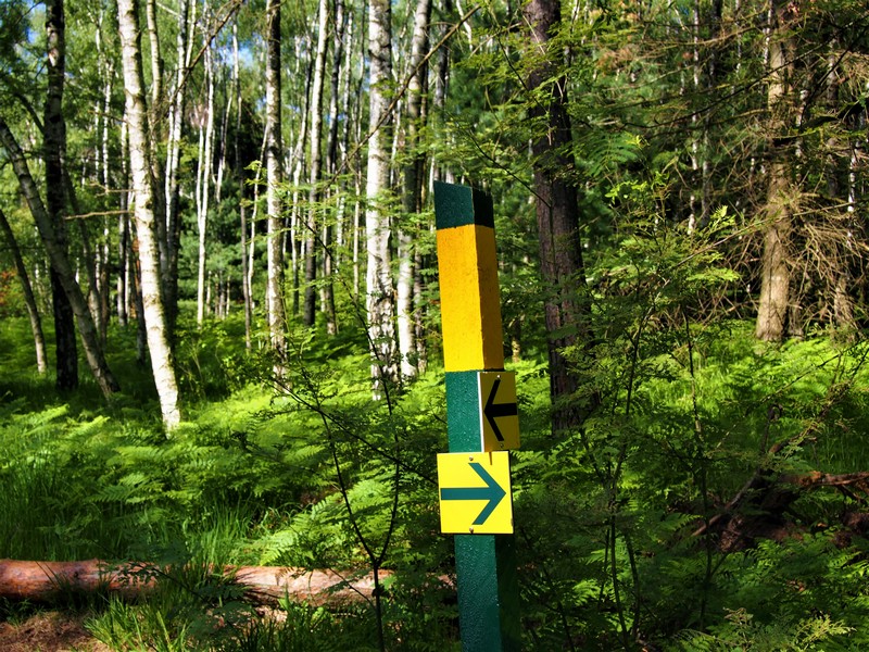 Markierung auf dem Forststeig