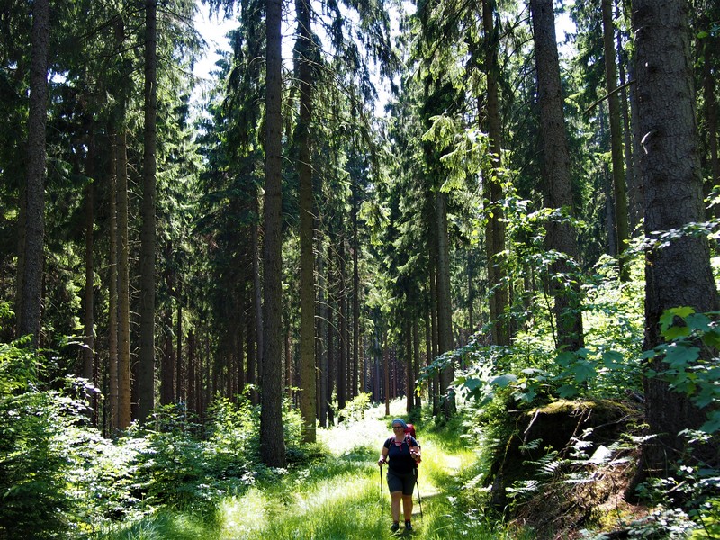 Sommerwald