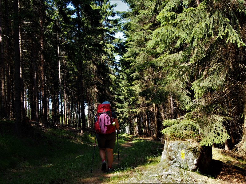 Immer dem gelben Strich nach auf dem Forststeig