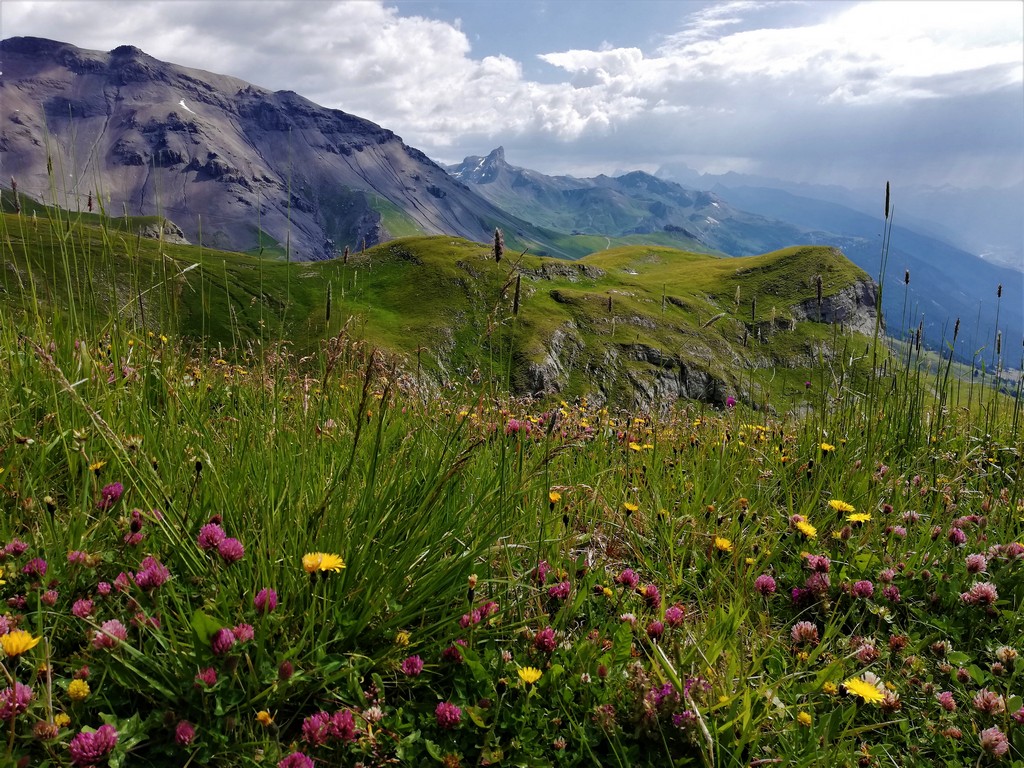 Bergwiese