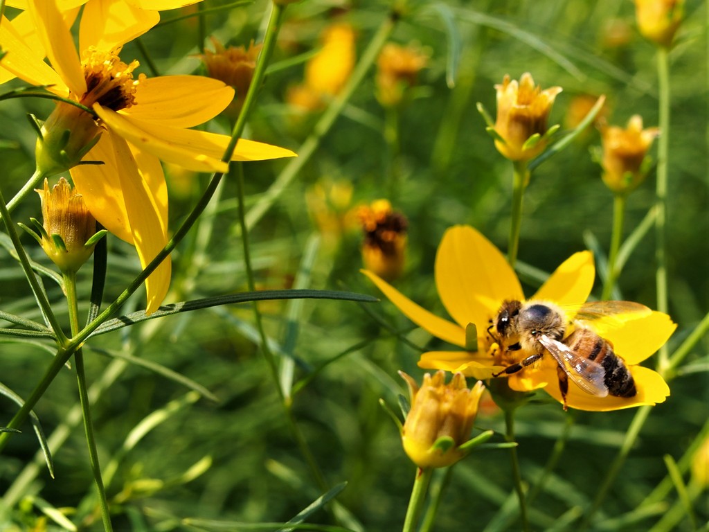 Biene sitzt auf gelber Blüte