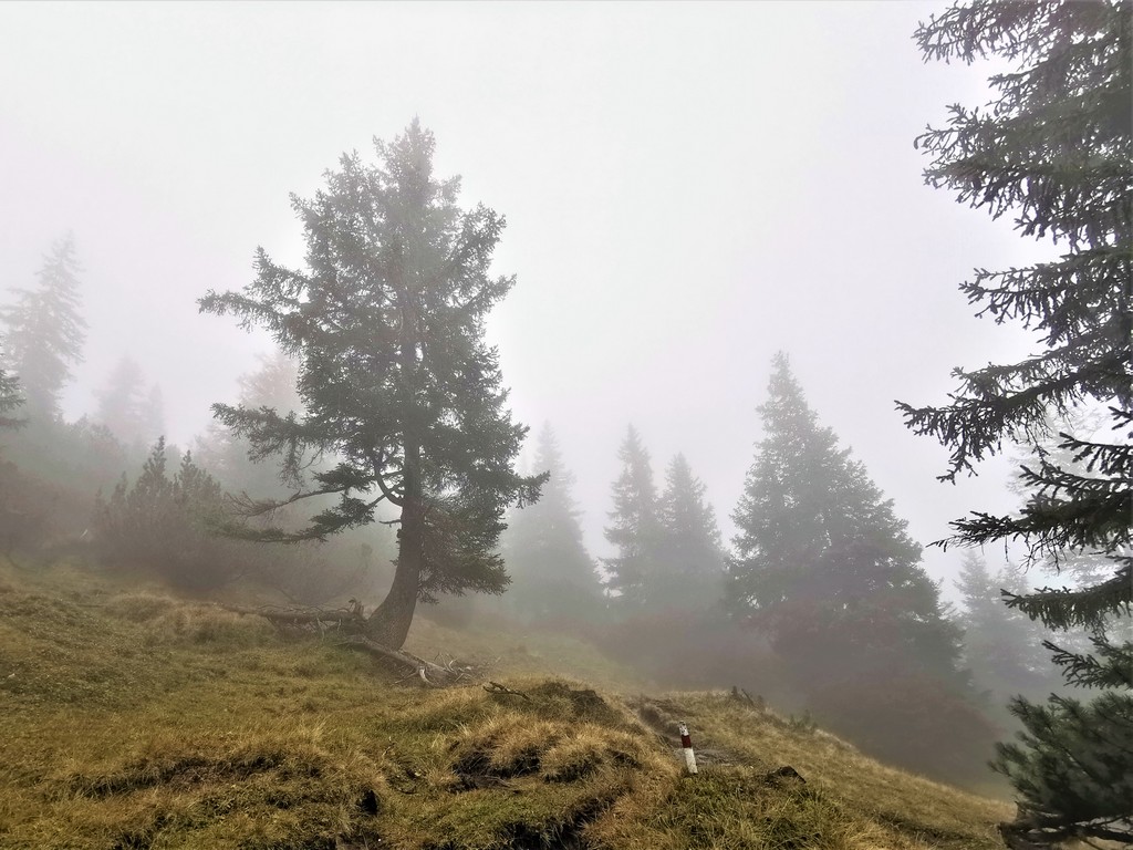 Nebellandschaft auf dem Weg auf den Monteneu