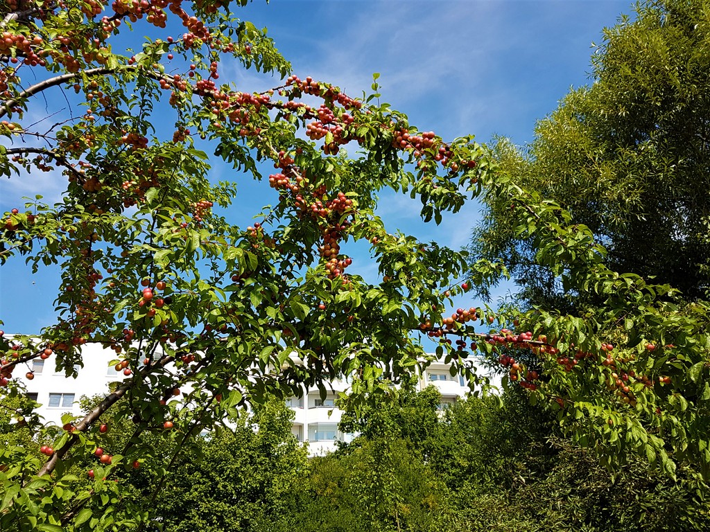 Marillenbaum zwischen Plattenbauten