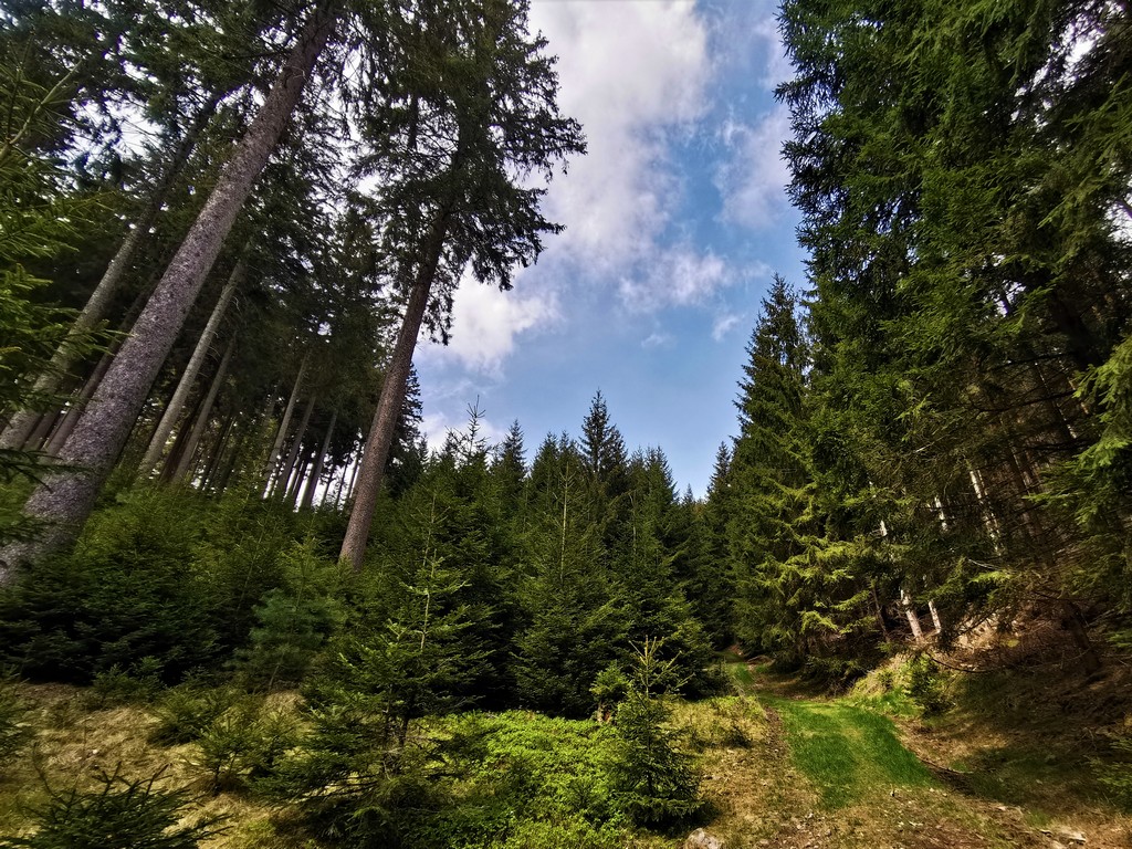 Wald