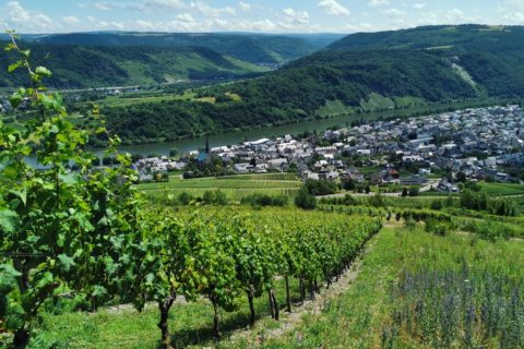 Titel Blick auf Kröv Moselsteig Traben Trarbach