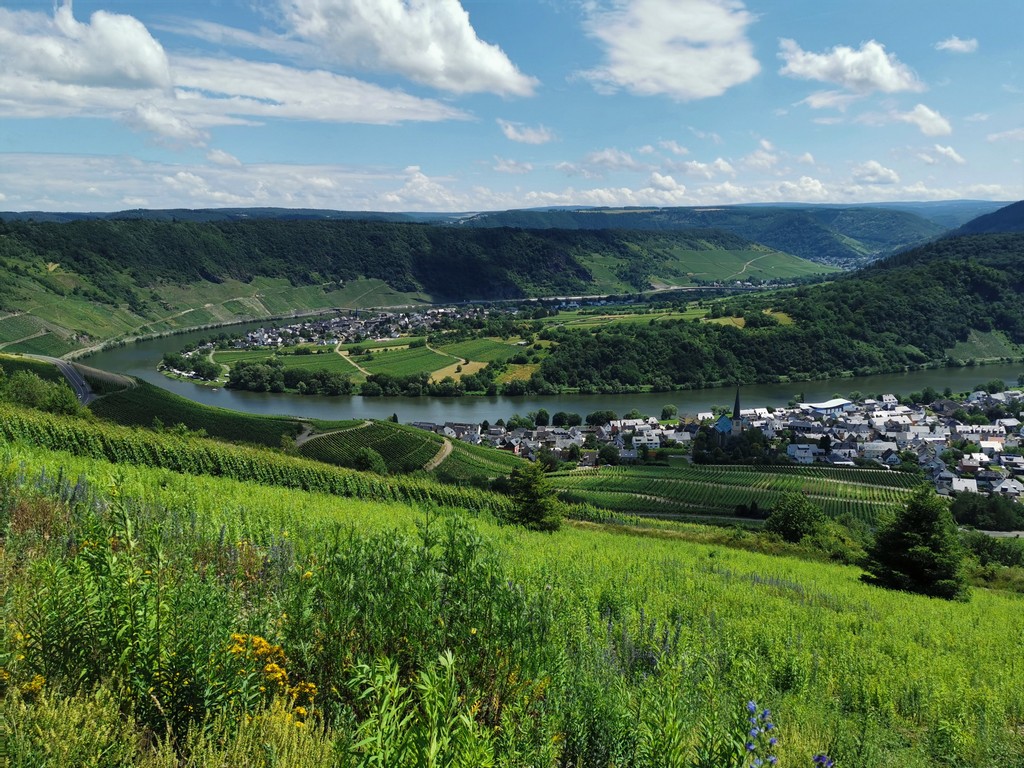 Blick auf Kröv vom Moselsteig