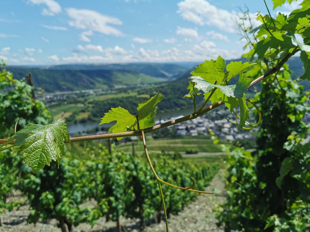 Ausblick durch Weinreben auf die Mosel