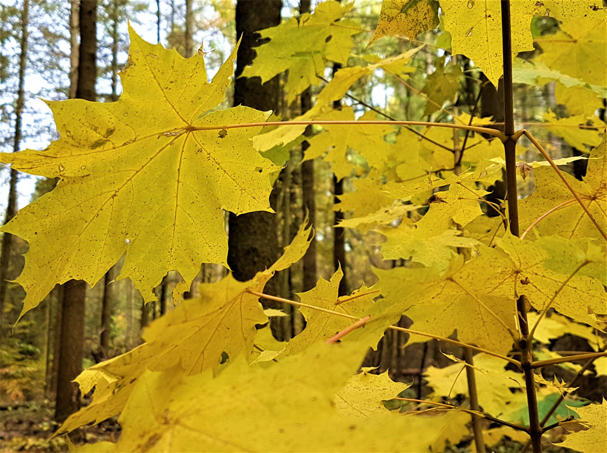 Herbstwanderungen in Deutschland 