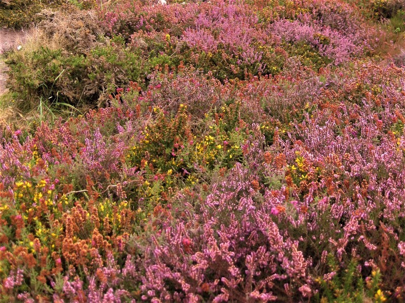 Herbstwanderungen in der Lüneburger Heide