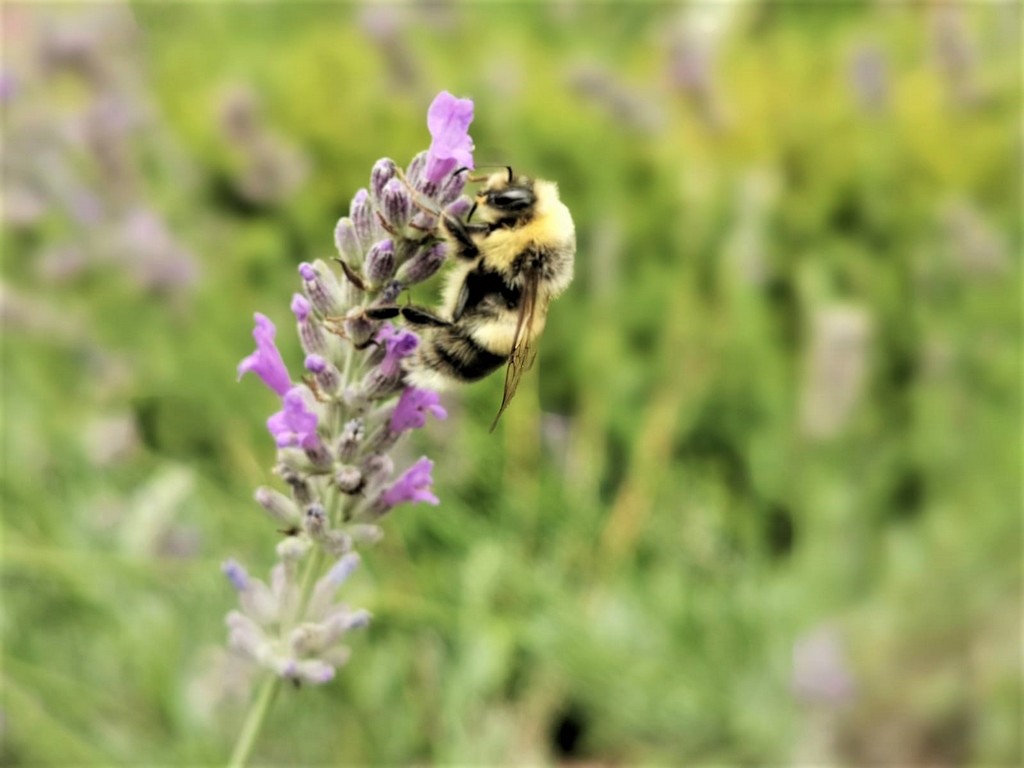 Lavendel Hummel