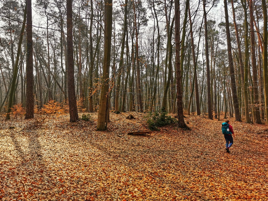 Buchenwälder Gipfelstürmer