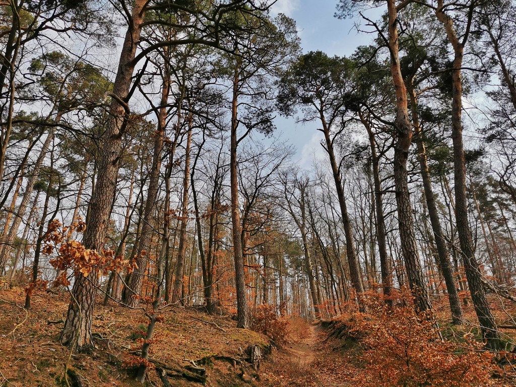 Gipfelstürmer Brandenburg Titel