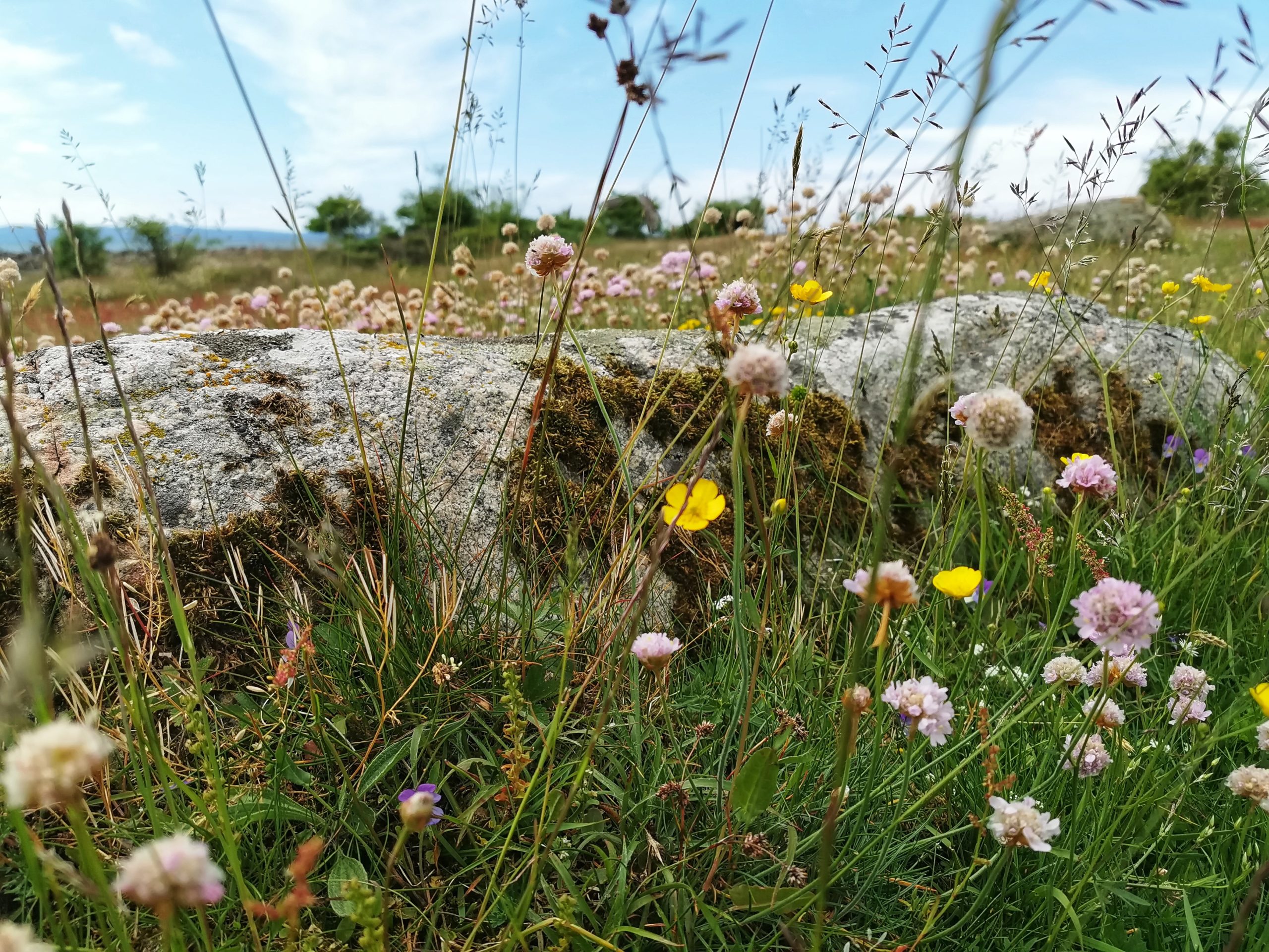 Schweden Reisebericht Blumen
