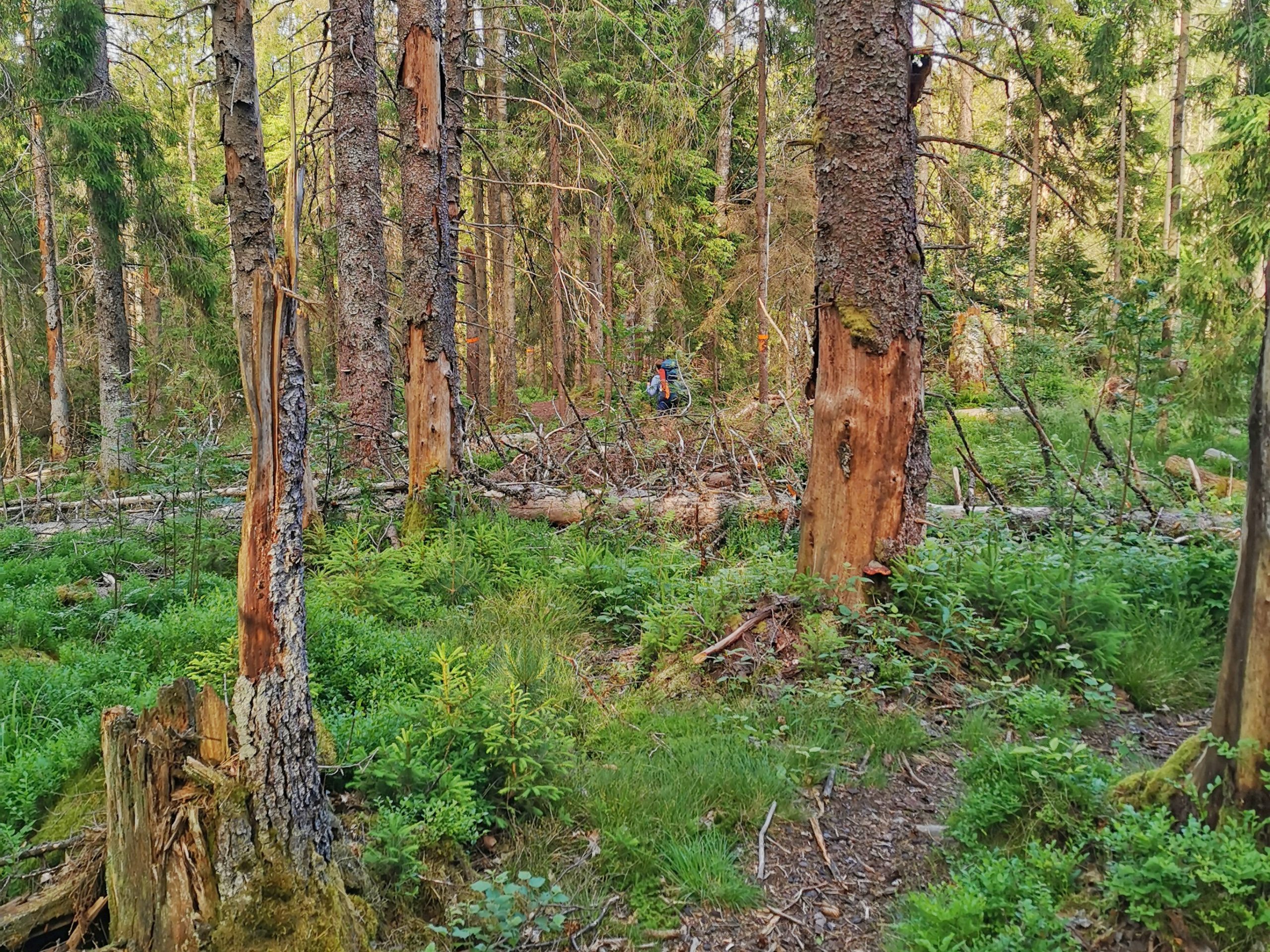 Bohusleden Svartedalen