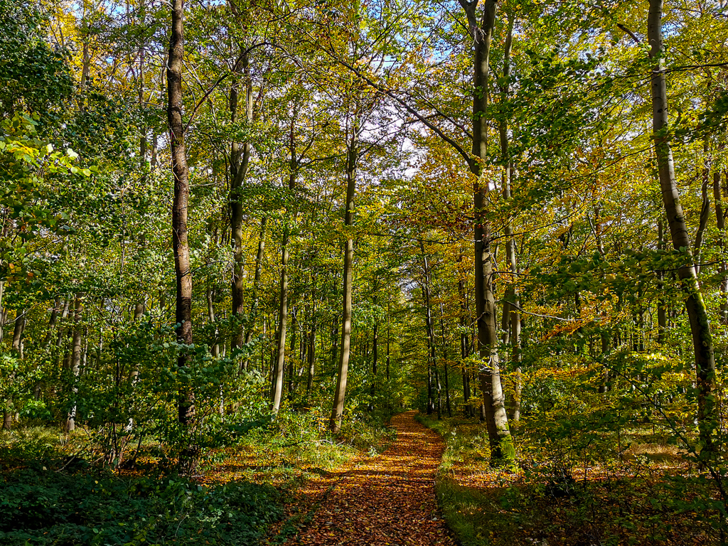 Unterwegs auf dem Hildegard-von-Bingen-Pilgerwanderweg durch herbstliche Wälder