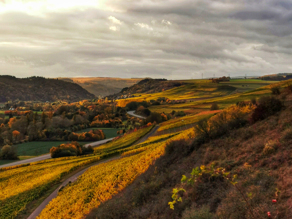 Herbstestimmung in den Weinbergen kurz vor Monzingen - Hildegardweg