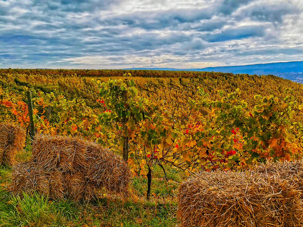 Weinberge auf dem Hildegard-von-Bingen-Pilgerwanderweg