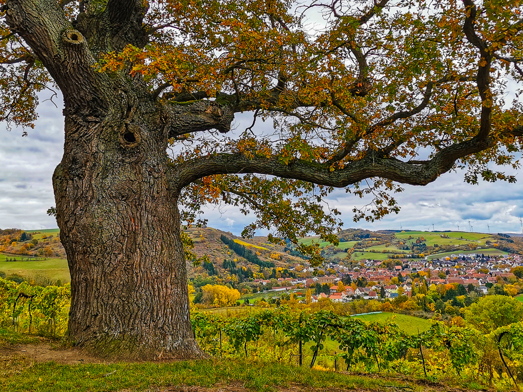 Aufstieg zum Disibodenberg - Hildegardweg