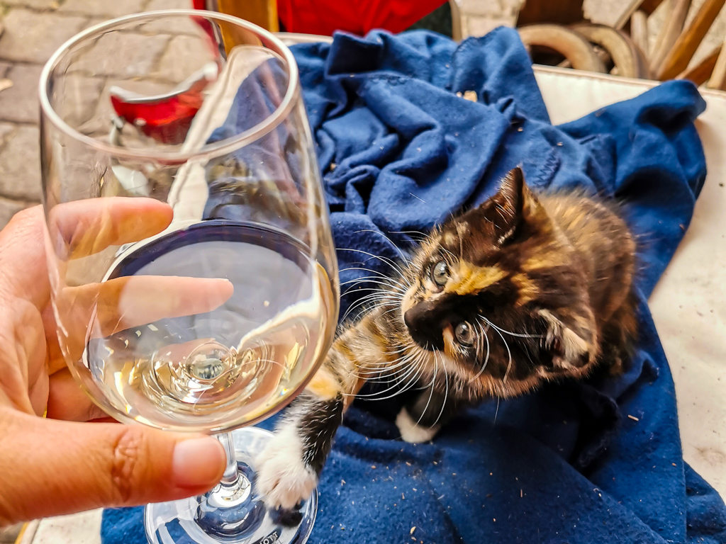 Winzerkatze Erika will auch einen Schluck Wein - Hildegard-von-Bingen-Pilgerwanderweg