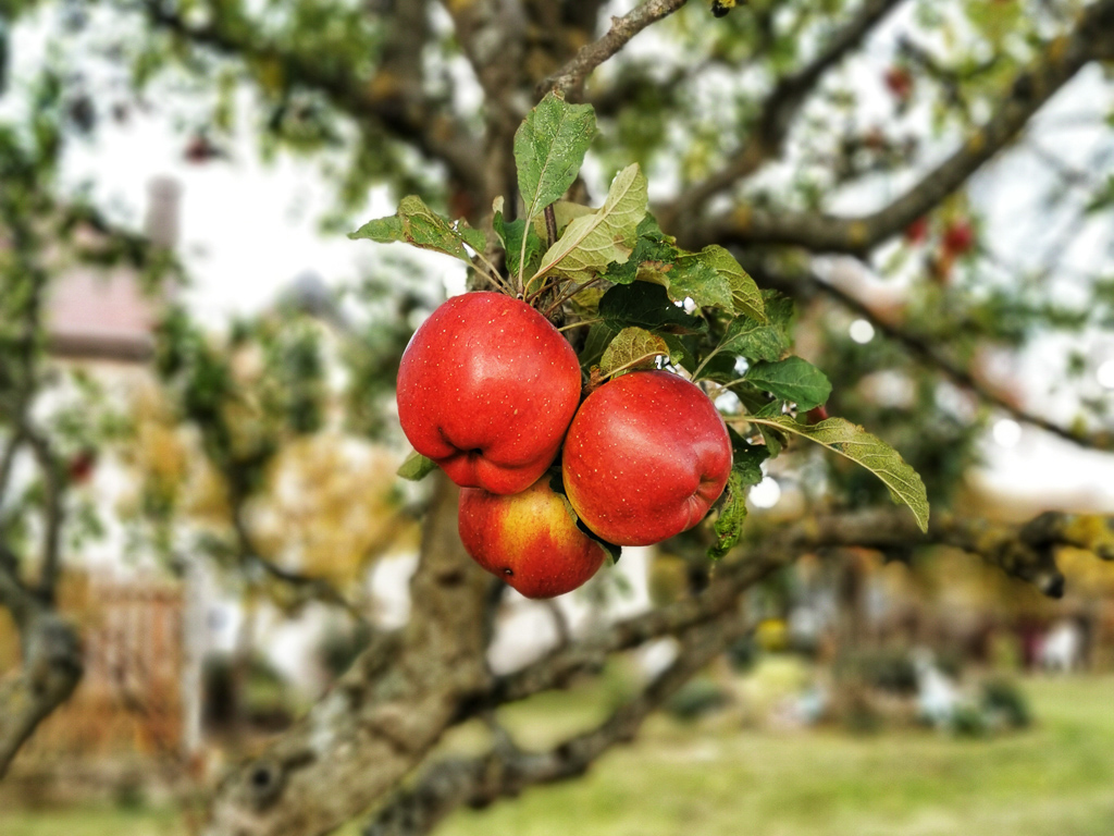 Verpflegung unterwegs auf dem Hildegard-von-Bingen-Pilgerwanderweg - knallrote Äpfel am Baum