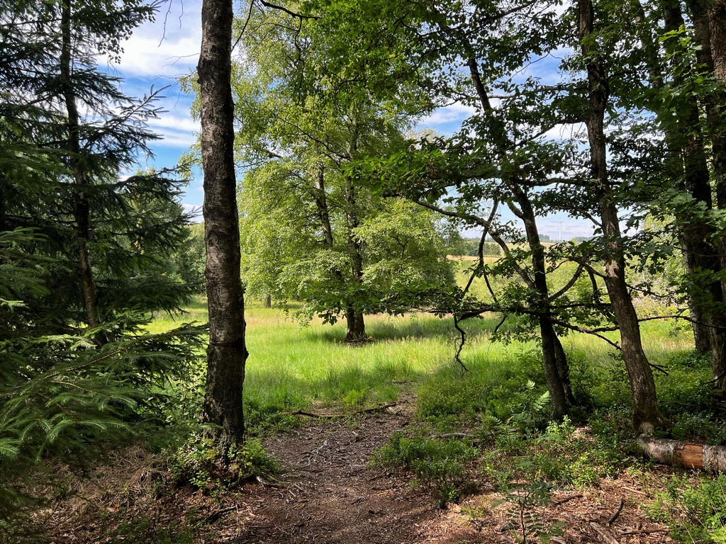 Blick vom Trekkingplatz Birkenrausch auf dem Schneifel-Pfad